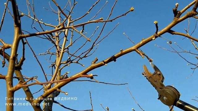 Промышленная обрезка сада на карликовых подвоях смотреть онлайн