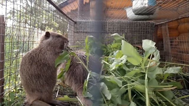 Разведение нутрий Breeding Nutria Nutria D'élevage Criação Nutria Εκτροφή Nutria Hodowla Nutrii 食用營