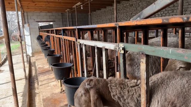 20 BOSH QOCHQORDA 20 MILLION DAROMAD QILISH VA BOQISH SIRLARI