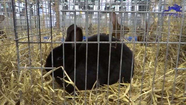 Новозеландский чёрный кролик — Голландия смотреть онлайн
