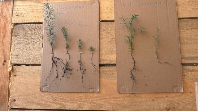 Размер 2-х летних сеянцев хвойных растений на примере ели голубой и туи западной Колумна смотреть онлайн