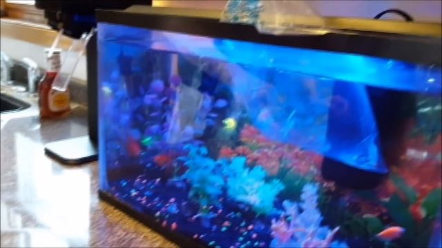Bringing Home 2 New GloFish (Fluorescent Glow Fish)