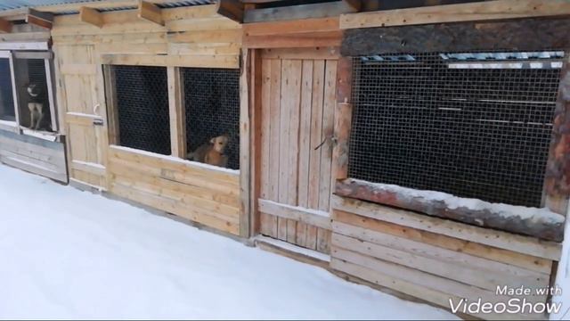 Собаки @Добрый город@ возьми собаку с приюта. смотреть онлайн