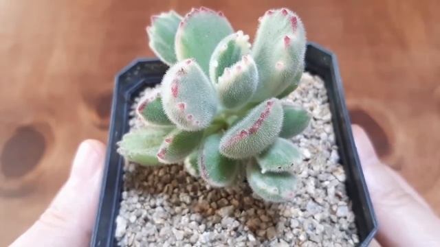 곰발바닥같은 다육이 웅동자금 (소개+번식방법+물주기+털있는다육이여름에주의할점) Cotyledon tomentosa f. variegata, succulent plant, 多肉植物 смотреть онлайн