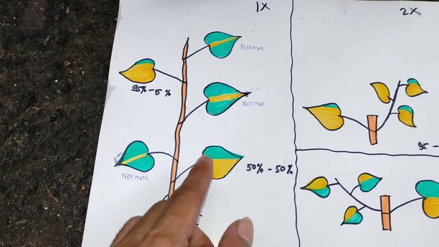 Cara Buat Warna Daun Philodendron Sirih Brazil Jadi Macam Warna ..!! Cara Buat Sirih Brazil Mutasi. смотреть онлайн