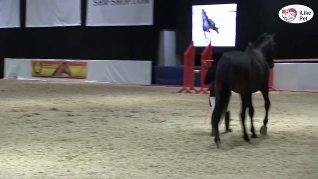 ЛОШАДИ Чистокровная верховая порода ЭКВИРОС 2016 на ilikepet смотреть онлайн