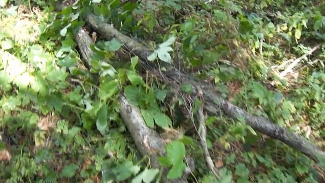 ПОСТРОЙКА БАНИ В ЛЕСУ.Вкусные обеды.№12 The construction of the bath has begun. Delicious dinners смотреть онлайн