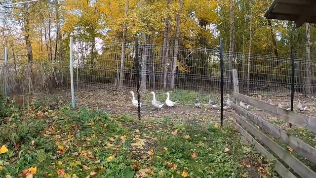 ПОПОЛНЕНИЕ! Дымоход исправили. #жизньвдеревне #животные #хутор #купилидомвдеревне #страусы смотреть онлайн