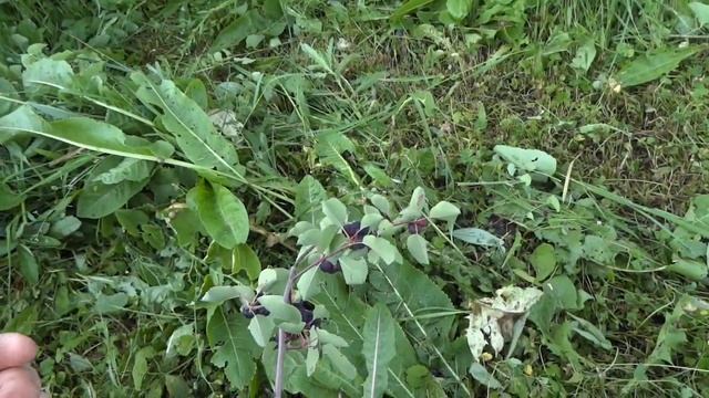 Amelanchier Lamarckii vs A. Alnifolia Sleyt vs A. A. Smoky смотреть онлайн