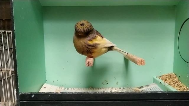 5 truques e mezinhas usados na criação das aves - Mitos ou realidade? смотреть онлайн