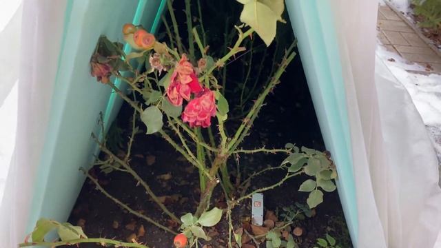 Катастрофа с укрытиями! Как спасти розы? смотреть онлайн