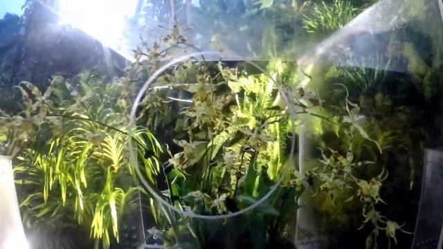 Cloud Forest World's Tallest Indoor Waterfall: Gardens by the Bay SG Part 2 смотреть онлайн