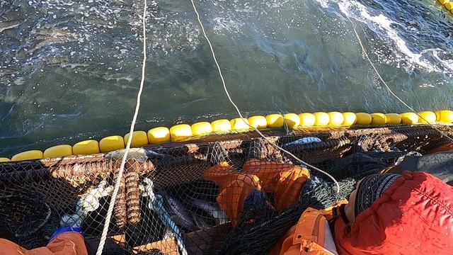 заливаем рыбу в кунгас (шелевик)