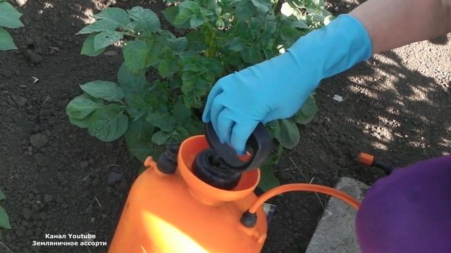 ЭФФЕКТИВНЫЙ СПОСОБ БОРЬБЫ С КОЛОРАДСКИМ ЖУКОМ БЕЗ ЯДОХИМИКАТОВ смотреть онлайн