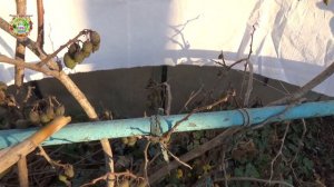 Как правильно сформировать куст актинидии для большого урожая ягод Секрет богатого  урожая мини-кив