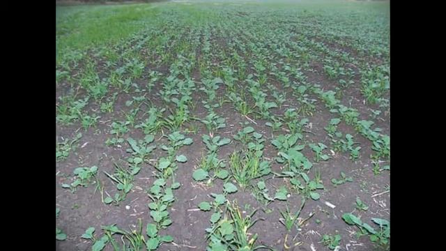 посев семян хвойных sowing seeds of coniferous смотреть онлайн