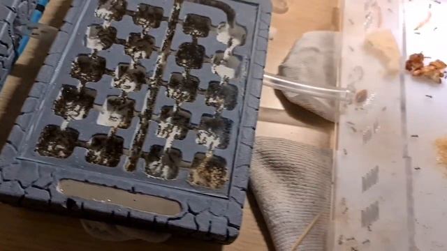 Experiment! Update Fire Ants Colony Tutorial смотреть онлайн