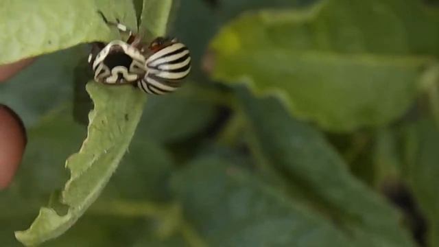 Хижий клоп периллюс знищує колорадського жука (Донеччина). автор Олексій Бурковський. смотреть онлайн