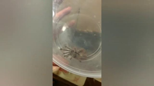 Heteroscodra maculata. Дерзкий побег. смотреть онлайн