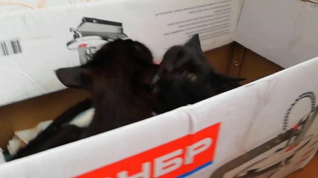 Посмотрите, что делают кошки в коробке смотреть онлайн