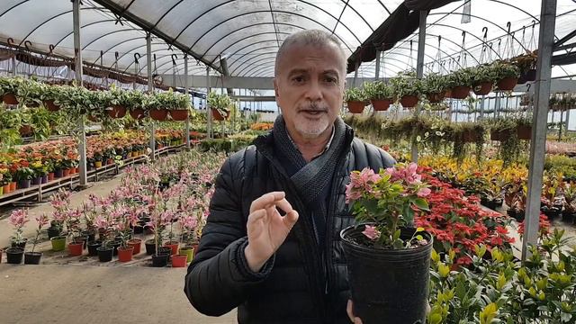 Santa Rita Enana or alvaro ruiz moreno de Viveroterapia #Boungavilla смотреть онлайн
