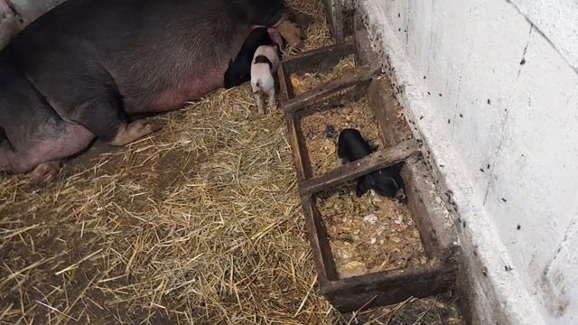 Вьетнамские свиньи//Поросятам две недели, уколол витамины//1 октября 2023 год
