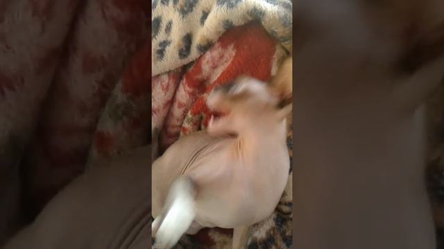 Кусаюсь. смотреть онлайн
