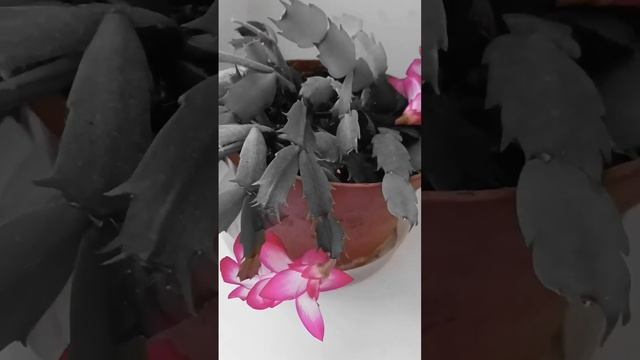 Декабрист#шлюмбергера усечённая#shorts #комнатные смотреть онлайн