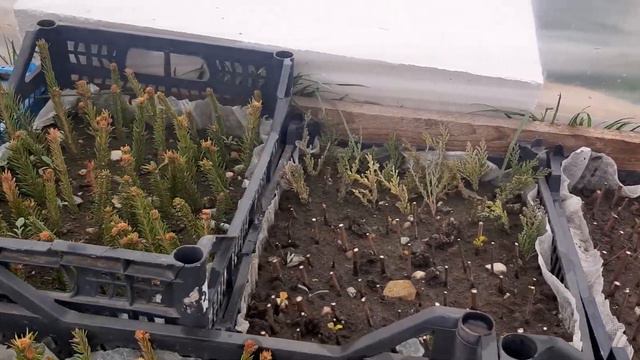 238.Мой минипарничек спустя 2 мес .Есть нюансы с поливом. смотреть онлайн