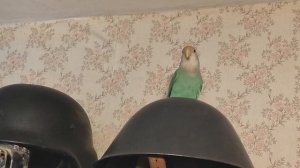 ПОПУГАЙ НЕРАЗЛУЧНИК ПОДАЕТ СИГНАЛЫ ОБ ОПАСНОСТИ | НЕРАЗЛУЧНИК КРИЧИТ