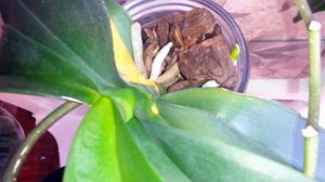 SOS Орхидея бонсай погибает!!! Спасаем вместе с вами,советуйте что делать!