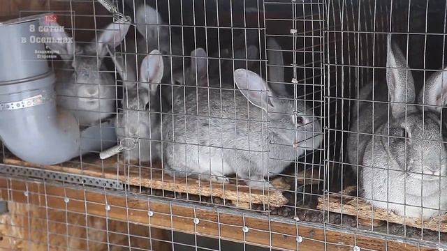 Холода не отступают! Кролики. Перепела. смотреть онлайн