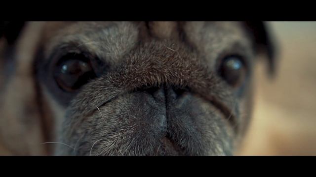 Собака мопс Мишка в деревне. Порода мопс - Cineamatic video 1080p. смотреть онлайн