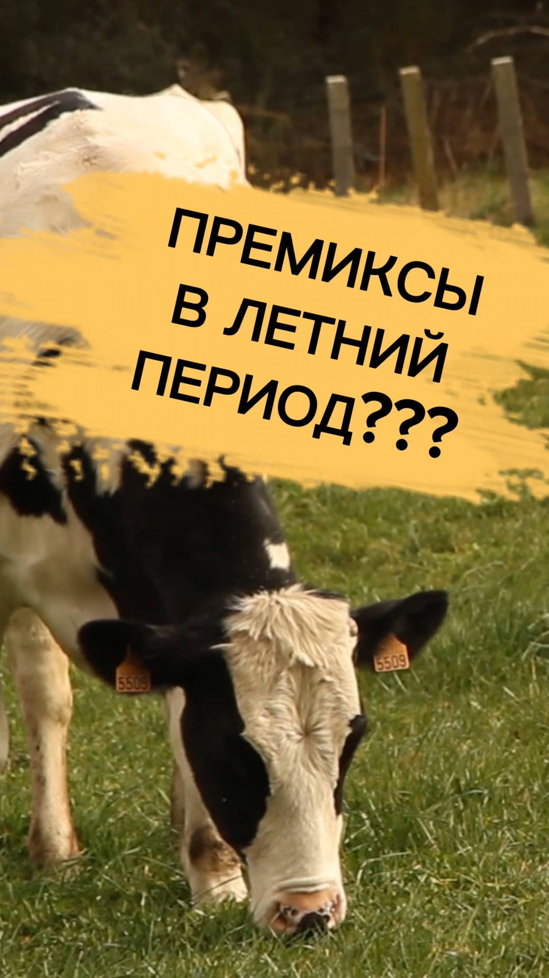Нужны ли премиксы коровам в летний период?