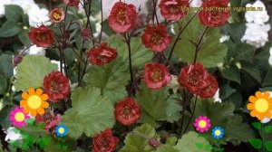 Гравилат чилийский Флэйм оф Пэшн. Краткий обзор, описание geum chiloense Flames of Passion
