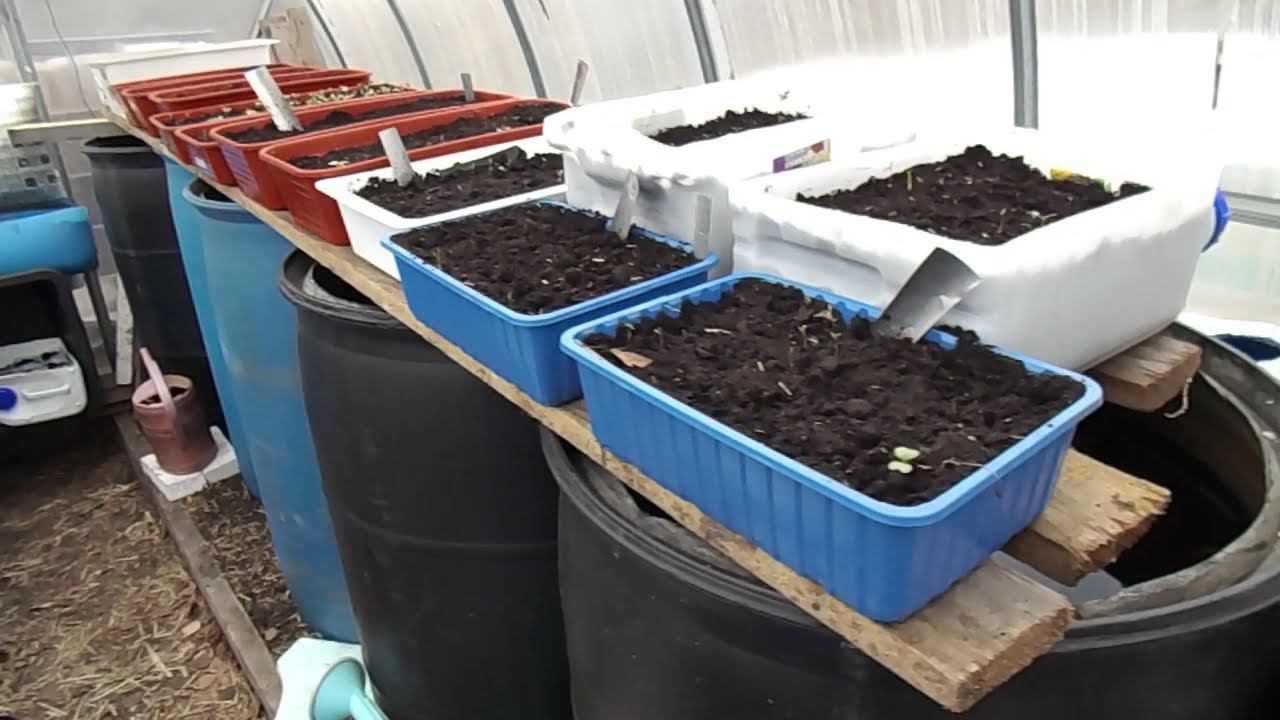 44 Сравнение сортов томатов "Непас 7" и "сибирский скороспелый" смотреть онлайн