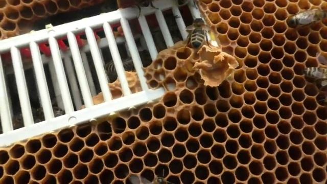 ДОКАЗАТЕЛЬСТВО ПЕРЕНОСА ПЧЁЛАМИ ОТЛОЖЕННЫХ МАТКОЙ ЯИЦ! смотреть онлайн
