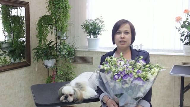 Салонный груминг американского кокер-спаниеля смотреть онлайн