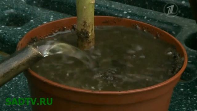 Выращиваем семена капусты / Квашенная капуста за два дня смотреть онлайн