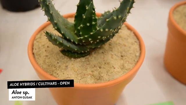 Aloe Species Types Of Aloe Plants With Names: Aloe Brevifolia, Aloe Nobilis, Aloe Humilis, Aloe Ver