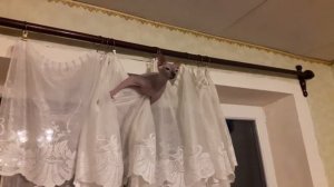 Сфинкс - Летучая кошка )#коты#сфинксы#котдлясемьи