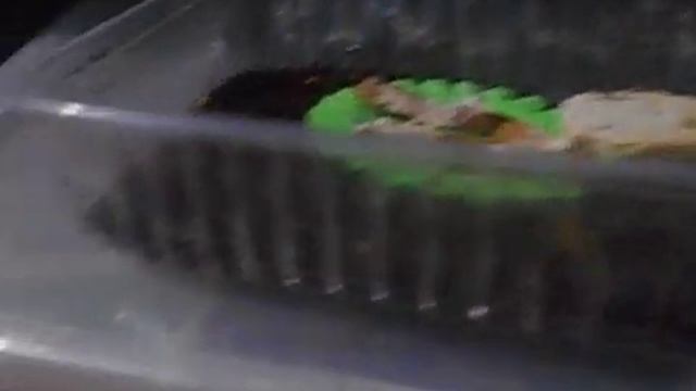 Природные улитки отложили яйца