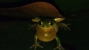 пение древесной лягушки