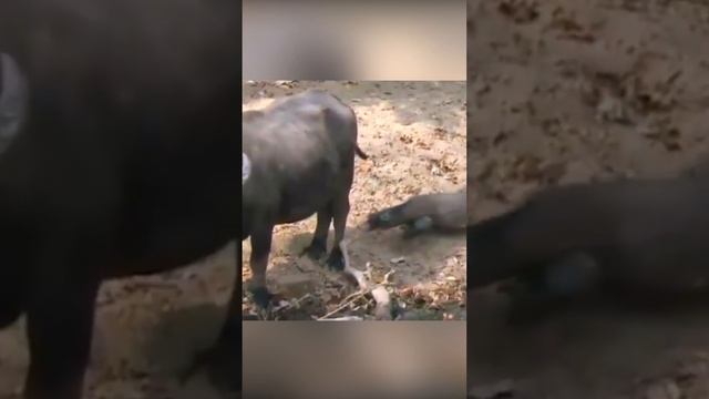 Охота варана миф и реальность смотреть онлайн
