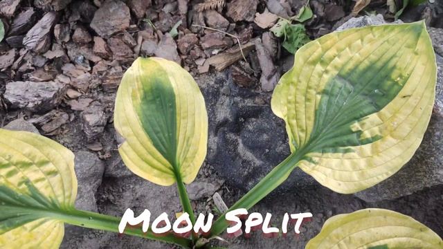 Хоста сорт Moon split осенний окрас смотреть онлайн