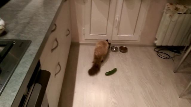 Кот vs. Огурец