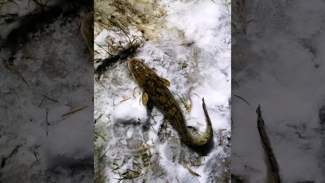 Рыбалка = жизнь смотреть онлайн