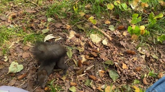 10 минут из жизни белок / 10 minutes in the life of a squirrel смотреть онлайн