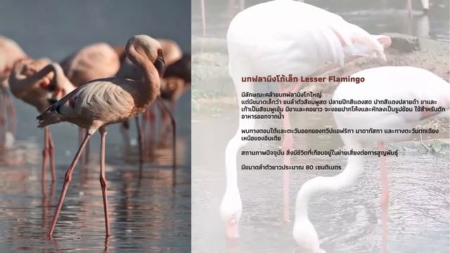 Flamingo-Animals World