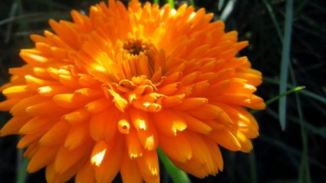 Махровая календула